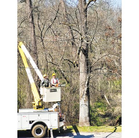 Donald Hale/Contributing Photographer Workers with Murphy Electric Power Board trim trees in Murphy to keep their lines – and the public – safe from falling limbs. One onlooker said the power company was “exceeding expectations.”