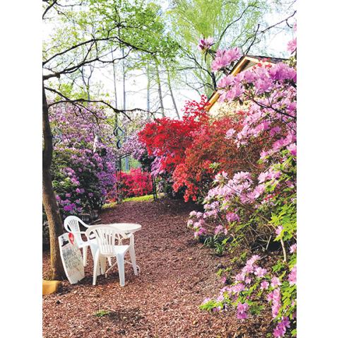 Photos by Donald Hale/Contributing Photographer These colorful flowers from the gardens at Moorehouse Ministries in Murphy are another sign that spring has sprung in Cherokee County, though a cold snap last week made many people wonder.