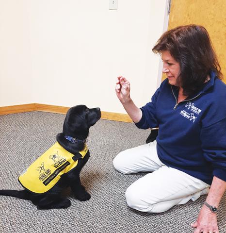 Anngee Quinones-Belian/Staff Correspondent Marcia Smith teaches Paulie to sit and offers him a treat when he does what’s asked of him. Paulie will grow up to be a service dog for a disabled veteran, first responder or visually impaired person