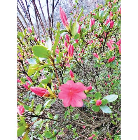 Photos by Donald Hale/Contributing Photographer These azaleas (left) are getting ready to pop with different colors at Moore House Ministry in Murphy, but they can’t quite match the glory of a mountain sunrise (right) from Cloe Moore Drive.