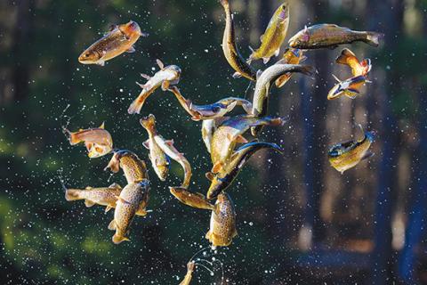 Jonathon Gruenke/ N.C. Wildlife Resources Commission Trout being released into one of the 32 trout streams and two lakes that are classified as Delayed Harvest to trout harvest on June 1 through Sept. 30.