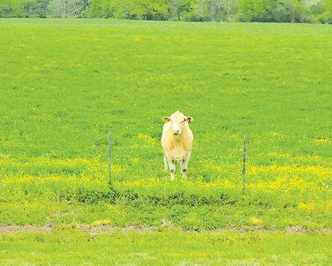 Nicole Wright/Staff Correspondent A lone cow in the pasture watches the crowd of walkers parade along U.S. 19/74 on April 27 during Warriors Veteran Outreach’s 10th annual 22-Mile Hump to raise awareness for the high number of U.S. military veterans who commit suicide.