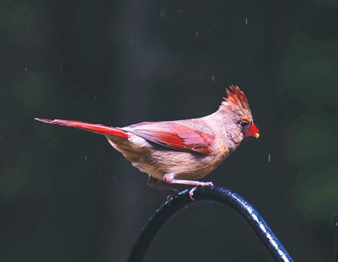 Photos by Sam Jokich/Staff Correspondent Cherokee County cardinals: The photographer was just outside and, quote, “messing around with the birds.”