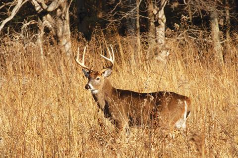 Melissa McGaw/N.C. Wildlife Resources Commission A white-tail deer in North Carolina is one of the most popular big-game animals that residents can hunt across the state.
