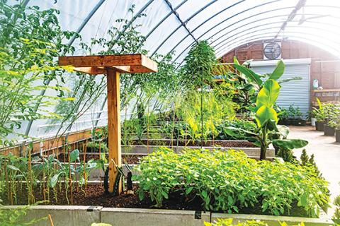 Photos by Sam Jokich/Staff Correspondent Patrick Canizio of Murphy has created a large greenhouse full of fruits and vegetables.