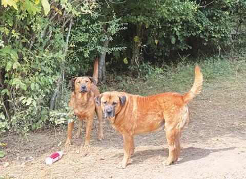 Randy Foster/ editor@cherokeescout.com Two of the numerous dogs on a property off of Postell Road near Murphy come to the road to greet a Cherokee Scout photographer on Sept. 11.