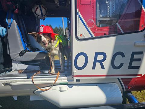 Photos by Anngee Quinones-Belian/Staff Correspondent  SARa is a search and rescue canine brought by owner Shannon Vetter to the Ranger Volunteer Fire Department’s 50-year anniversary celebration Saturday. Also a part of the celebration was Life Force, a medical transport helicopter. Tours of the aircraft were available for anyone who was interested.
