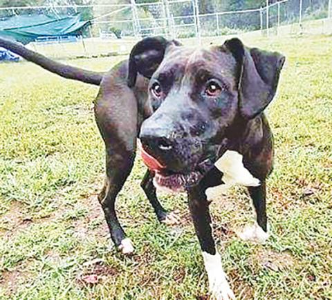 Socks, affectionately named for her four white feet, is a Labrador mix female about 6 months old. She is full of life, energy and charisma, and loves to play fetch before chilling out with a belly rub. Call the Valley River Humane Society’s animal shelter in Marble to schedule a meet and greet at 828-837-2304.