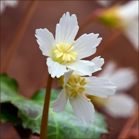 The Oconee Bell is one of the Carolina mountains’ rarest wildflowers.