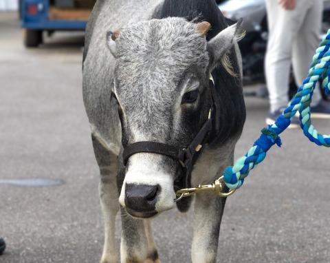 Stacy Jewell/Contributing Photographer This cow was a popular guest during the annual Welcome Home – A Tribute to All Who Served event on Oct. 26 at Western Carolina Regional Airport in Andrews.