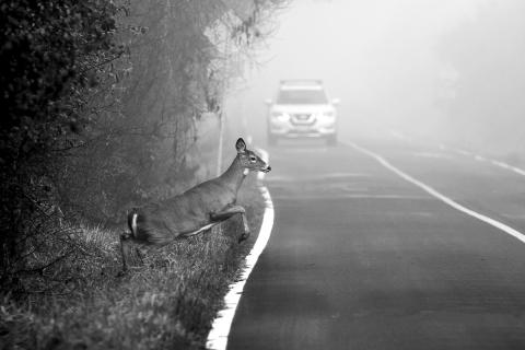 Road hazards
