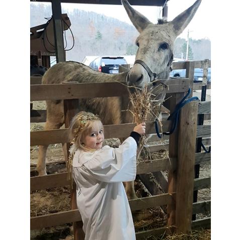 Photos by Anngee Quinones-Belian/Staff Correspondent  Blakely Giddy, 4, was enjoying her time in Bethlehem feeding the donkey. Her sweetness was enhanced by the angel costume she wore for the evening.