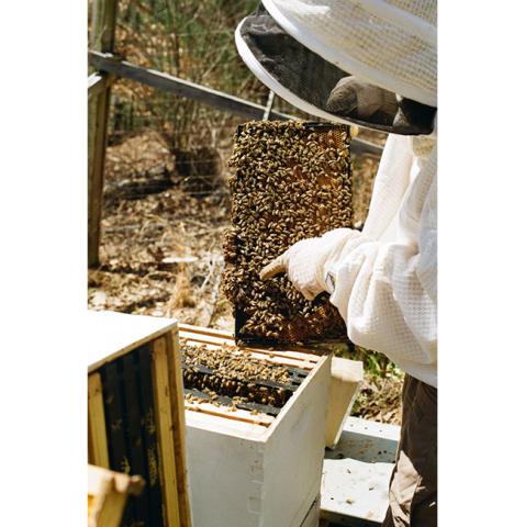 Caroline El-Khouri/Contributing Photographer  Appalachian Beekeepers Association President Matthew Van Horn wears protective gear when he’s around his honeybees and their hives.