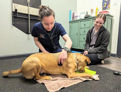 At Nottely Oaks Animal Hospital, the doctor provides a restraint-free exam that includes vaccinations, a blood draw and an orthopedic exam.