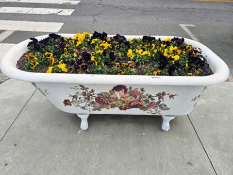 Photos by Nicole Wright/Staff Correspondent The Andrews Public Library once again nails the collective consciousness as March blows through western North Carolina like a (dandy)lion and the pollen from spring blooms races across our region. The Andrews Garden Club has once again graced each intersection of downtown Andrews with seasonal flowers to beautify each corner and celebrate the arrival of spring.