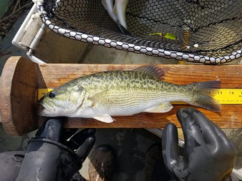 N.C. Wildlife Resources Commission An Alabama bass pictured with a tape measure