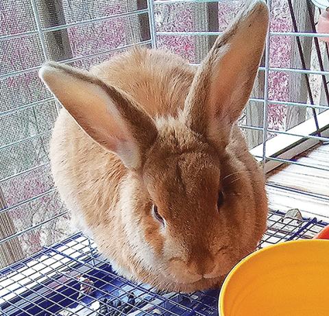 Aiden McCoy Williams/Staff Correspondent Lotsa Memories Antiques & More is holding a raffle for a real-life Easter bunny, complete with a starter kit.