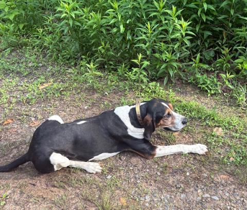 Lost and found: Hank is safely back home thanks to the efforts of Deputy Vallee.