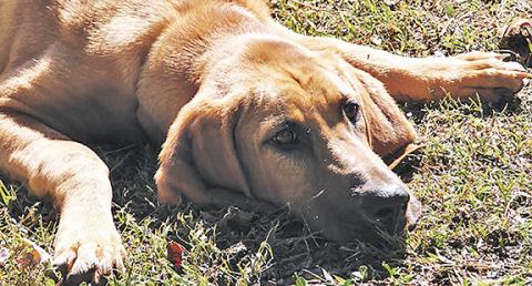 Even the dogs at the Valley River Humane Society’s animal shelter in Marble seem tired of the nonprofit’s endless funding debates.