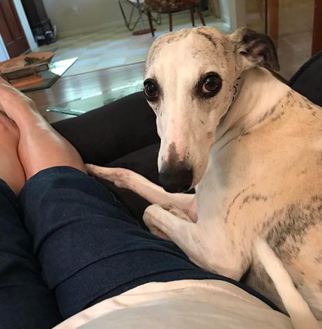 Rumor – a 13-year-old, 30-pound, whippet short-hair – is still missed at home half a year later.