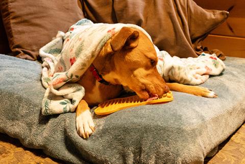 This relaxed dog is licking peanut butter on her safe place.