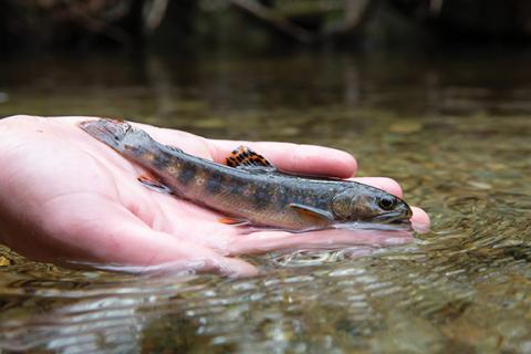 N.C. Wildlife Resources Commission Brook trout are common in rivers and streams in the mountains of North Carolina.