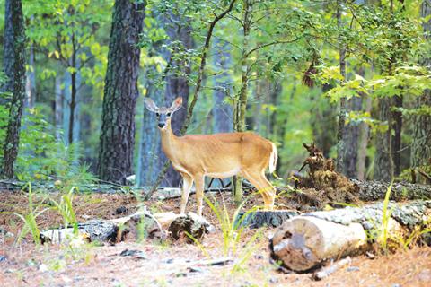 N.C. Wildlife Resources Commission A doe stands in the woods of North Carolina.