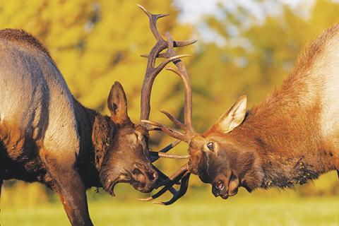 N.C. Wildlife Resources Commission Elk are common in western North Carolina, and the N.C. Wildlife Resources Commission is urging the public to refrain from interacting with them.