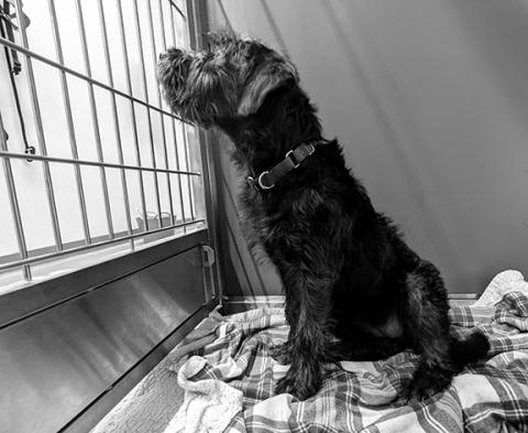 Since adoptions have decreased, many animals, like this dog in the shelter waiting for a home, often stay in shelters for longer periods than ever before.