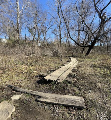 Randy Foster/editor@cherokeescout.com The Town of Murphy plans to build a boardwalk along banks of the Hiwassee River following this primitive trail, photographed in December 2023. The boardwalk keeps this section of trail open year-round.