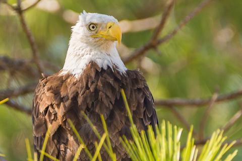Sam Jokich/Staff Correspondent Eagle-eyed: This majestic bird looked to be on the lookout for lunch over the weekend while hanging out near the walking trail along the Hiwassee River in Murphy.