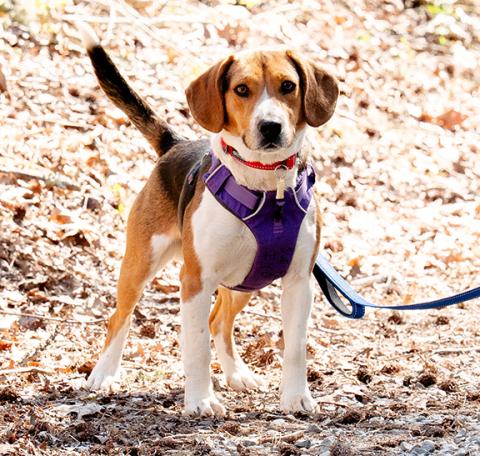 A properly fit Y-shaped harness allows your dog complete shoulder movement while evenly distributing pressure across the chest rather than the throat.