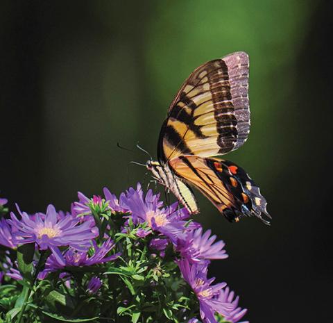 Samuel Jokich/ Staff Correspondent This colorful butterfly, and others like it, were a hit in areas earlier this year across Cherokee County.
