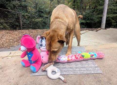 Melanie is exploring baby toys to familiarize her with the scent of an infant.