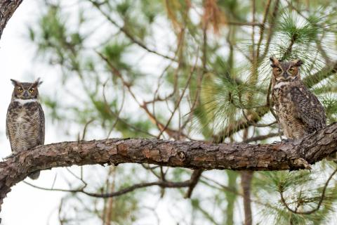 These high- and low-flying birds were spotted in and around Cherokee County over the summer and fall.