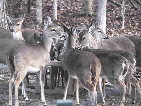 Photos by Samuel Jokich/Staff Correspondent This herd of deer was busy chowing down on a recent cold winter day in Cherokee County.