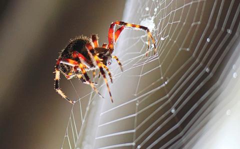 Samuel Jokich/Staff Correspondent Spiders taking winter off: One of the best things about colder weather months is we don’t have to put up with these critters on our porches and sneaking into homes.