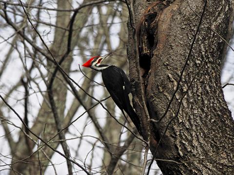 Photos by Samuel Jokich/Staff Correspondent Winter wildlife: In between ice and snow storms over the last few weeks, these critters were spotted enjoying the relative warmth in western Cherokee County.
