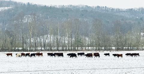 Photos by Randy Foster/editor@cherokeescout.com Cattle off Airport Road between Andrews and Marble line up for feeding time Saturday on a wintry weekend.