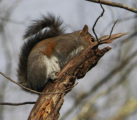 Samuel Jokich/Staff Correspondent Winter wildlife: In between ice and snow storms over the last few weeks, these critters were spotted enjoying the relative warmth in western Cherokee County.