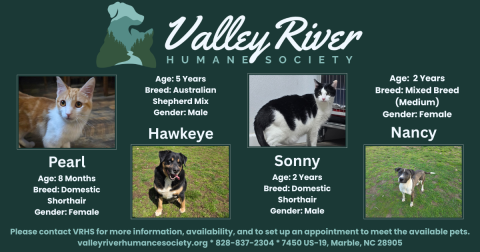 Pets of the week