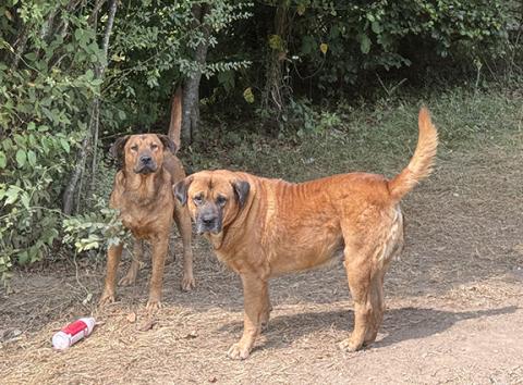 Leash law violation: Two dogs were off their leashes at Billy Joe Derreberry’s residence in this photo taken in September 2024.