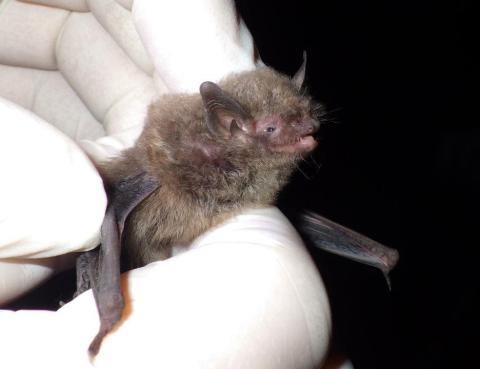 Indiana bats are beneficial! Bats consume billions of insects every year and provide what’s called an ecosystem service to the agricultural industry. They are also great pollinators and spreaders of seeds.