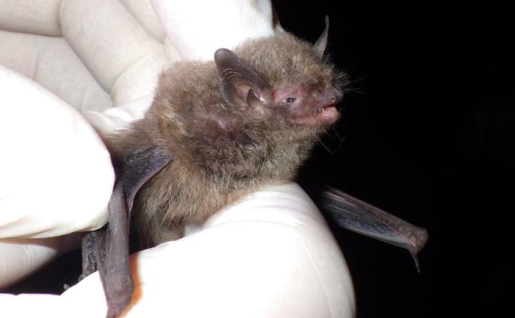 Indiana bats are beneficial! Bats consume billions of insects every year and provide what’s called an ecosystem service to the agricultural industry. They are also great pollinators and spreaders of seeds.