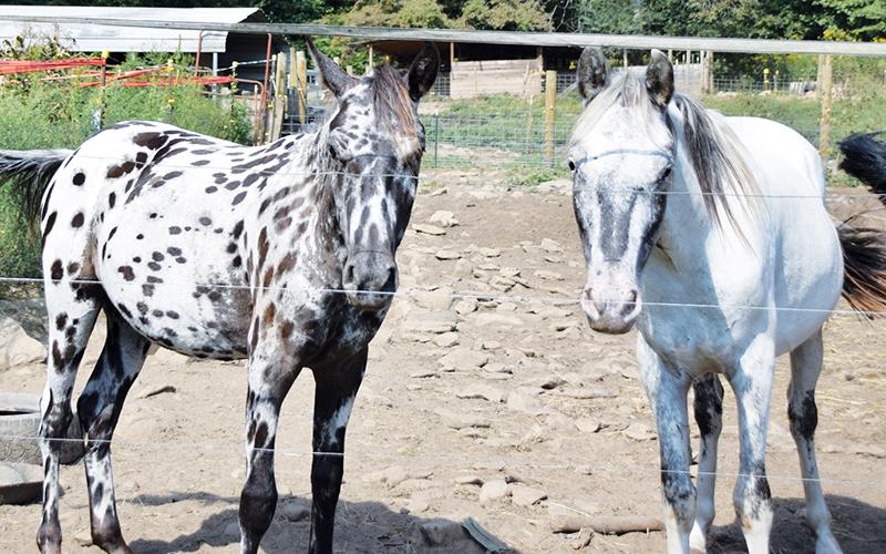 Two of the horses who are wards of Cherokee County are looking far healthier than when they first arrived at Double 00 Farm in Robbinsville. Photo by Art Miller