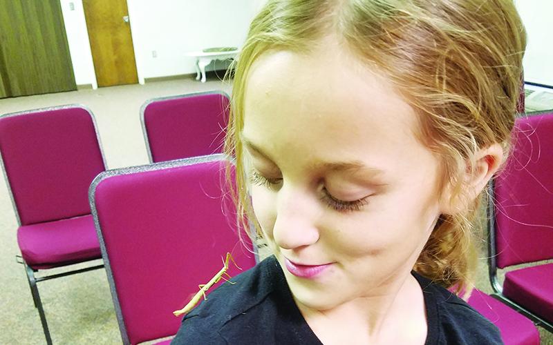 Taylor Hardin lets a walking stick bug crawl up her arm at the ecoExplore event at the Murphy Public Library.