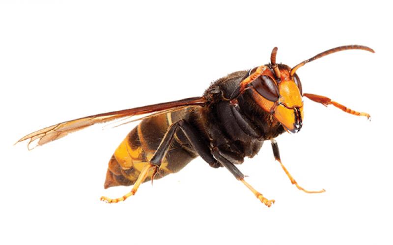 The bright yellow and black-marked thorax of the European hornet is one of the features that can be used to distinguish it from the Asian giant hornet. 