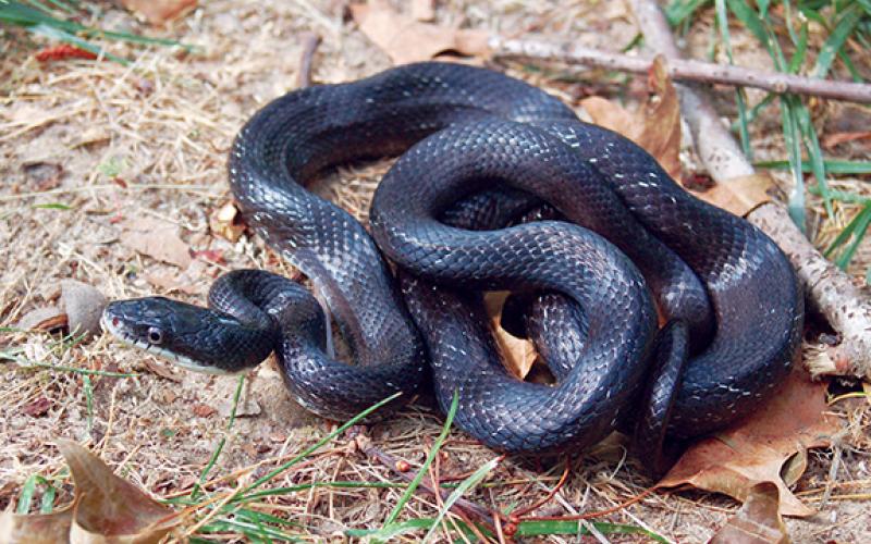 The rat snake, one of the most commonly found snakes in western North Carolina back yards, is non-venomous. Photo by Jodie Owen