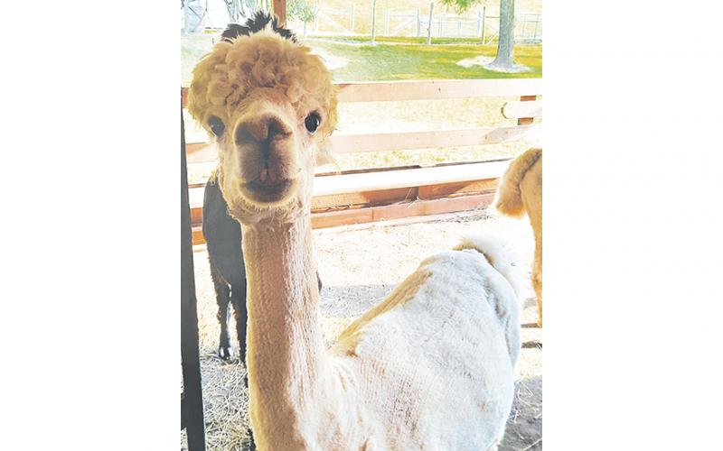 Their farm includes alpaca and other friendly animals.