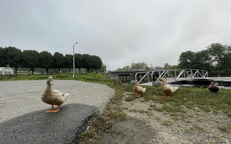 Randy Foster/editor@cherokeescout.com Ducks approach a photographer expecting a food handout before returning to the water empty-beaked at the Hiwassee Street boat ramp in downtown Murphy on Monday.